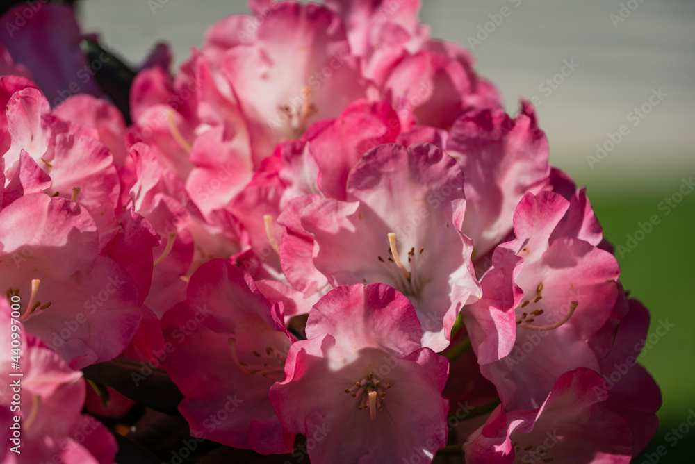 Close-up flowering bush Rhododendron Yakushimanum 'Fantastica'. Big pink blooming azalea in Public landscape city park 'Krasnodar' or 'Galitsky park'. Best place for relaxation and walking Close-up flowering bush Rhododendron Yakushimanum 'Fantastica'. Big pink blooming azalea in Public landscape city park 'Krasnodar' or 'Galitsky park'. Best place for relaxation and walking