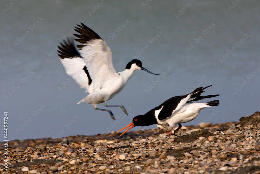 Obraz premium Scholekster en Kluut, Eurasian Oystercatcher and Pied Avocet, Haematopus ostralegus and Recurvirostra avosetta