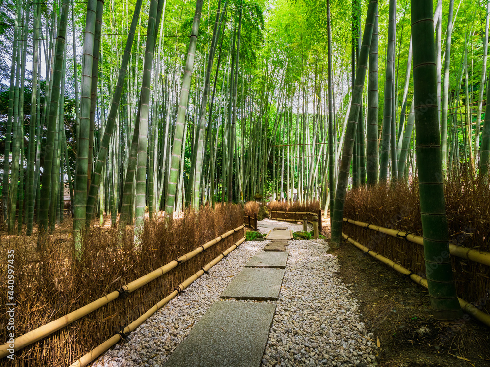 鎌倉 報国寺