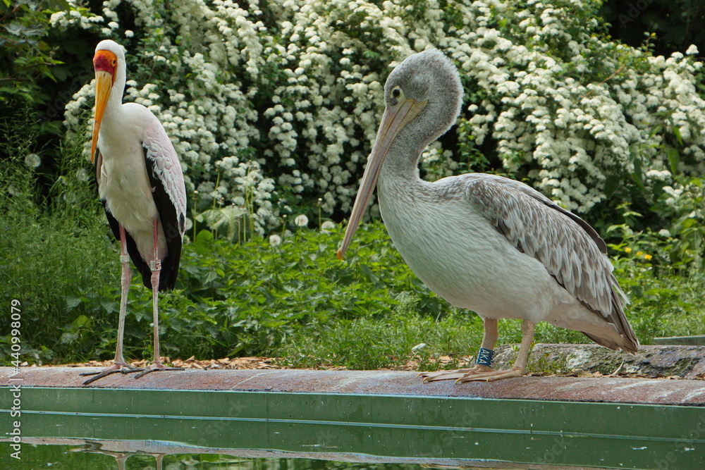 Obraz premium Yellow-billed stork and Dalmatian pelican in Safari Park in Dvůr Králové nad Labem, Eastern Bohemia, Czech Republic, Europe 