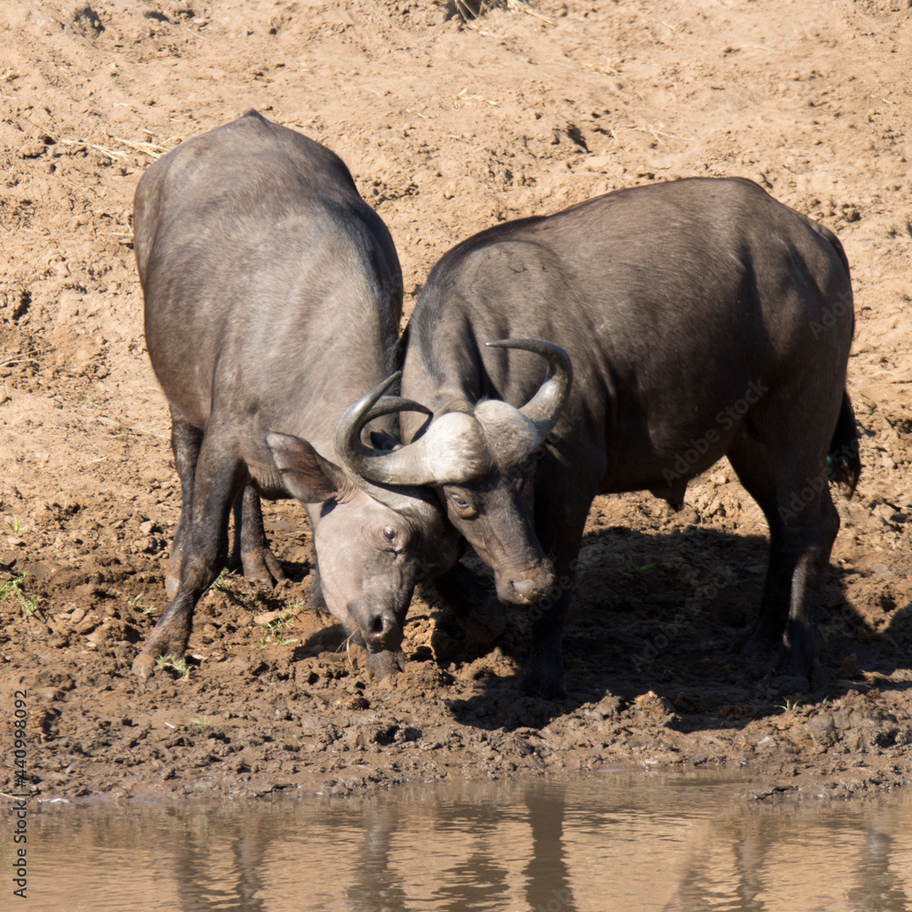 Kruger National Park: Cape Buffalo Kruger National Park: Cape Buffalo