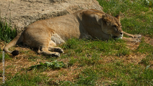 Lionesses in Lion Safari in Safari Park in Dvůr Králové nad Labem, Eastern Bohemia, Czech Republic, Europe 