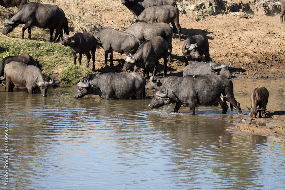 Kruger National Park: Cape Buffalo Kruger National Park: Cape Buffalo