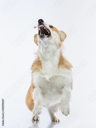 the dog catches a piece of food. funny welsh corgi pembroke on a white background. Pet in the studio.  © annaav