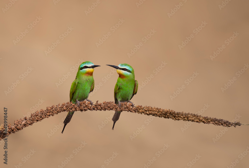 Obraz premium Blue cheeked bee eaters