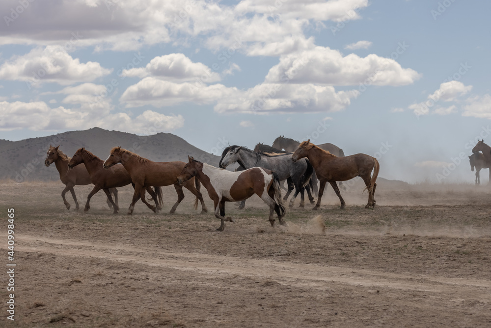 Fototapeta premium Herd of Wild Horses in the Utah Desert