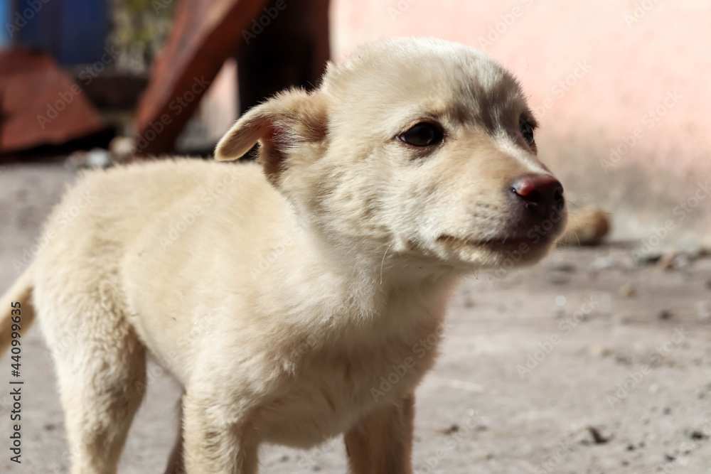 Bakharwal Dog puppy, street Indi dog, white portrait Bakharwal Dog puppy, street Indi dog, white portrait