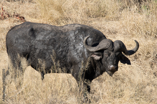 Fototapeta Naklejka Na Ścianę i Meble -  Kruger National Park: Cape Buffalo