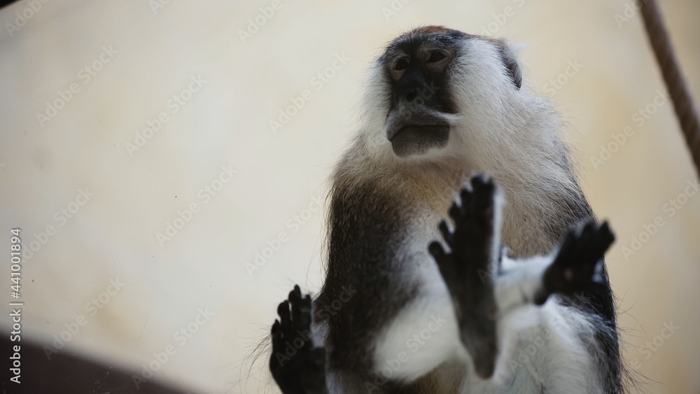 Fototapeta premium low angle view of furry monkey sitting near glass in zoo.