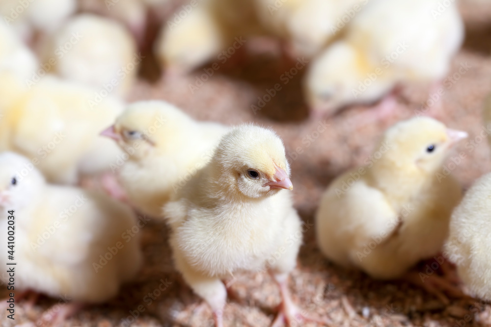genetically enhanced white chicken chicks