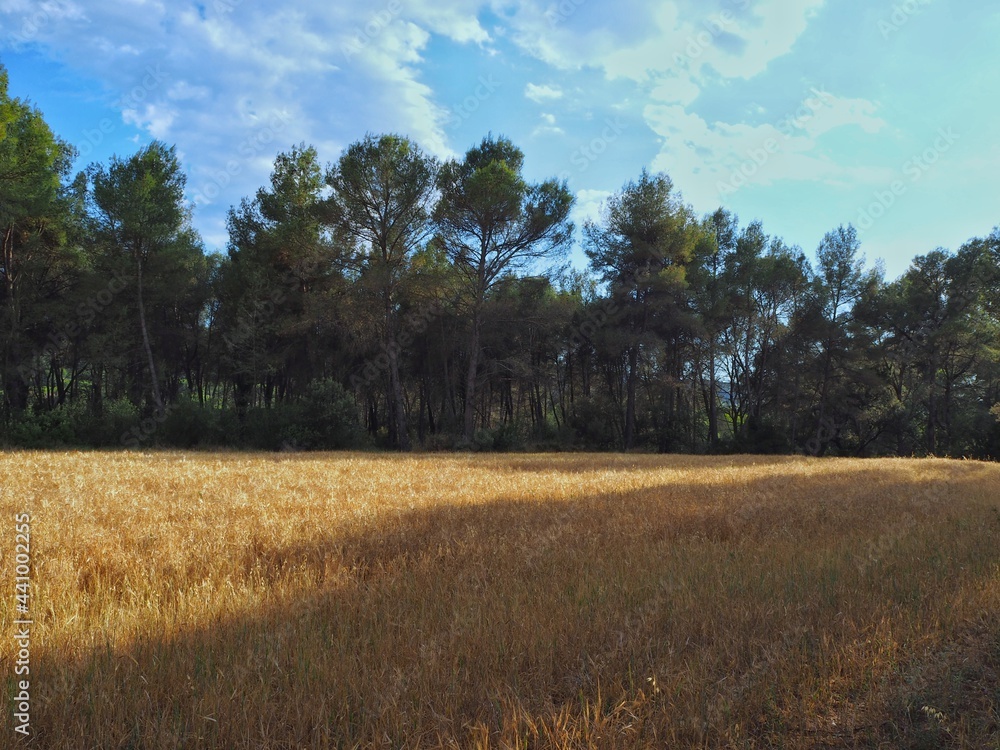 Fototapeta premium OLYMPUS DIGITAL CAMERA