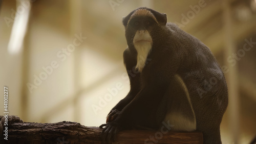 wild black and white macaque sitting on branch in zoo.