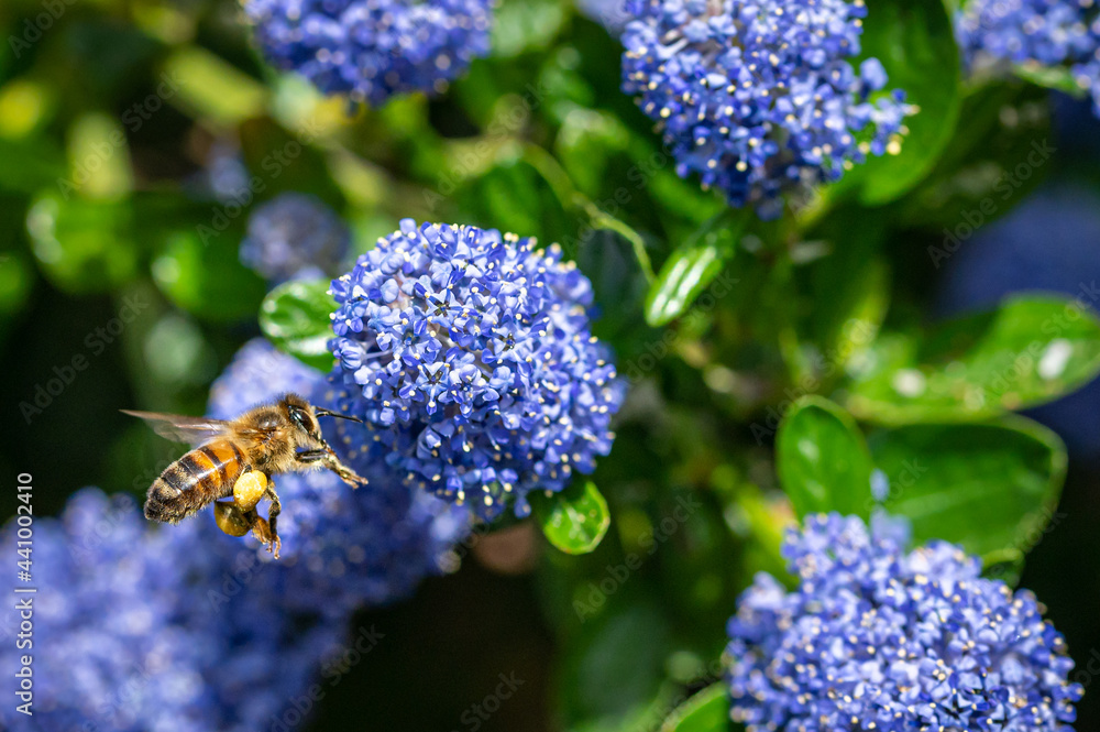 Bumblebee in flight with proboscis collecting pollen from a Californian Lilac bush, ceanothus thyrsiflorus Bumblebee in flight with proboscis collecting pollen from a Californian Lilac bush, ceanothus thyrsiflorus