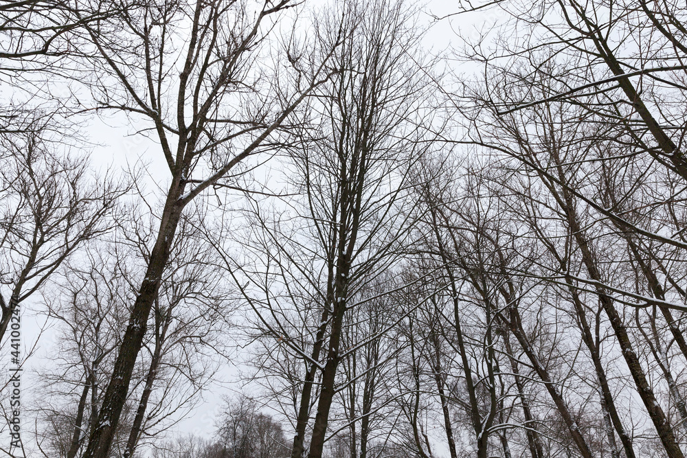 frosty winter after snowfall with bare deciduous trees frosty winter after snowfall with bare deciduous trees