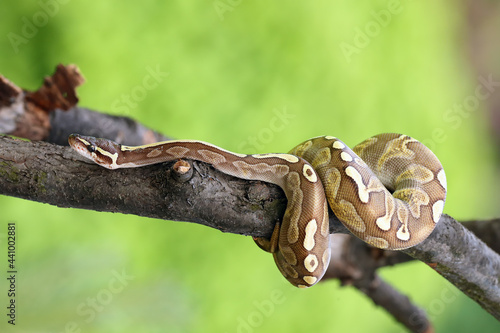 The Royal python (Python regius), also called the ball python lying twisted on a dry branch with a green background. Little ball python in the Lesser Ghi mutation on a green background.