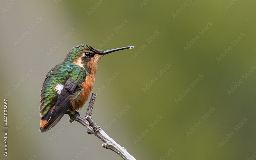 Fototapeta premium adult female white bellied woodstar