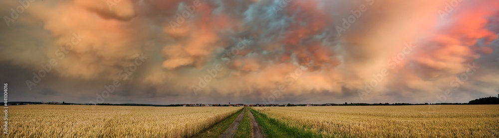 Wheat field panorama with path and beautiful orange storm clouds