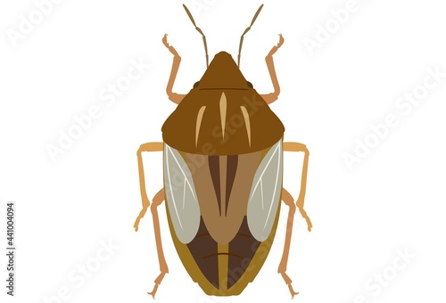 Bug Aelia rostrata on a white background. A type of insect that damages grains. Flat vector illustration