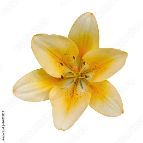 Macro photo yellow lily on white isolated background