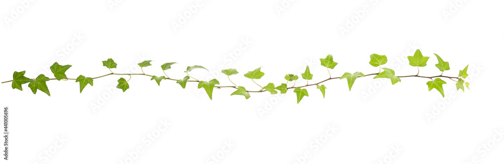 Ivy twig with small green leaves isolated on white - obrazy, fototapety, plakaty 
