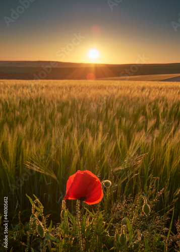 A single red poppy on Farmland on South Downs National Park with the sun setting over the Sussex Weald. The low sun is casting highlights and shadows onto the hills.