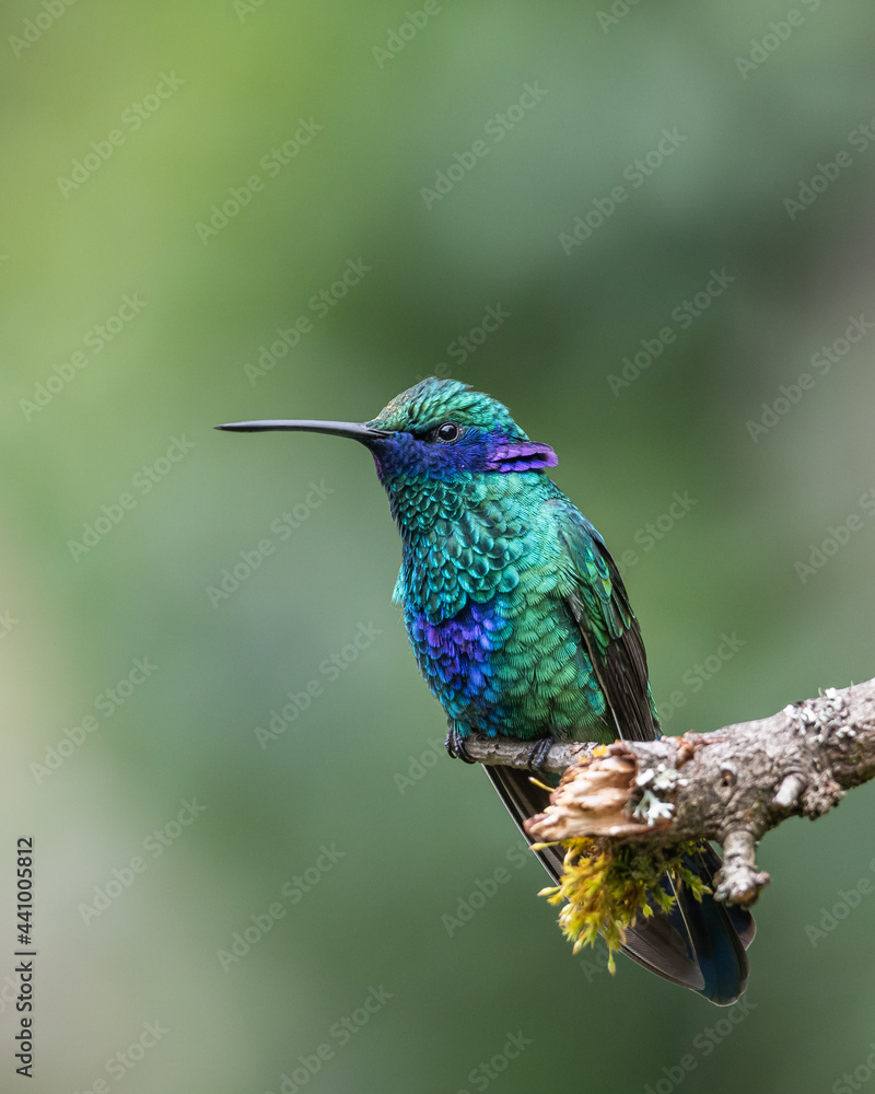 Fototapeta premium sparkling violetear