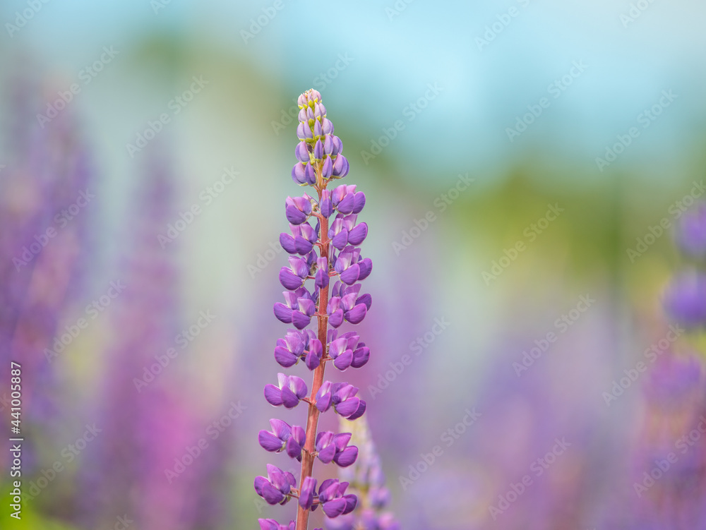 Obraz premium field of blooming lupines