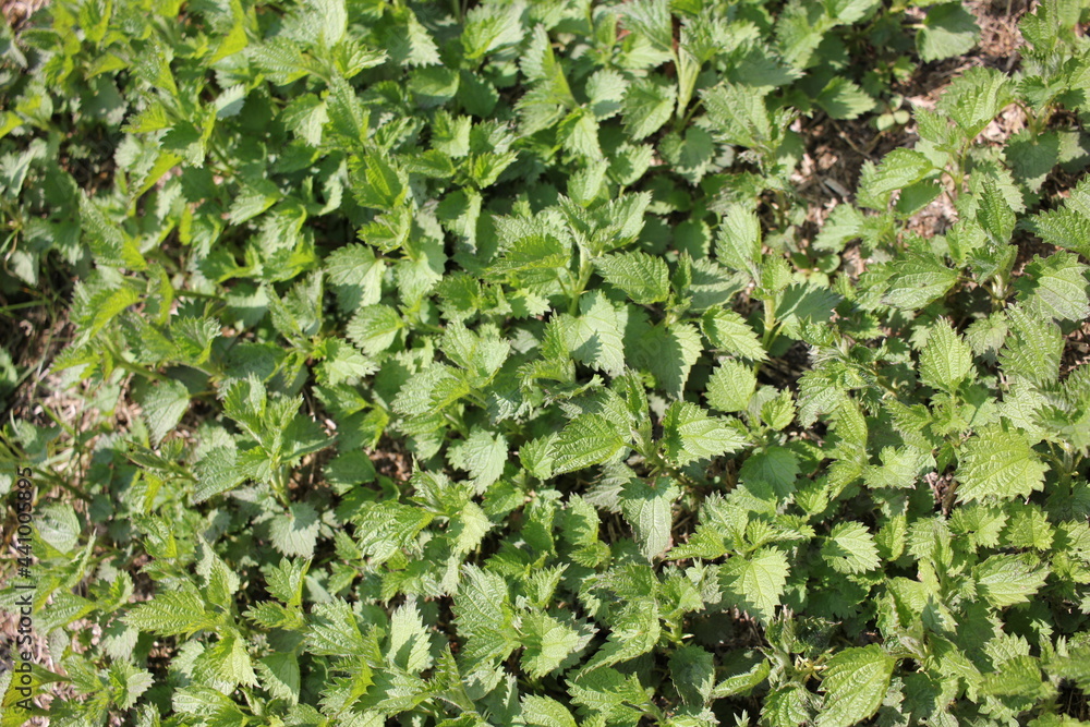 green ivy leaves background green ivy leaves background
