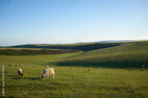 Sheep grazing on on open farmland in South Downs National Park with low sun over the Sussex Weald. The low sun is casting highlights and shadows onto the hills.