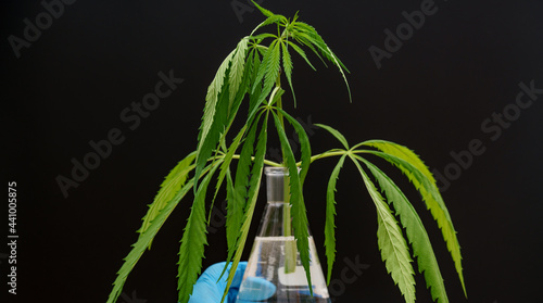 Marijuana leaf in a flask, cannabis in the hand of a laboratory assistant for researching the medicinal properties of a plant