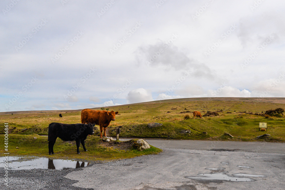 Cows in Dartmoor National Park in England