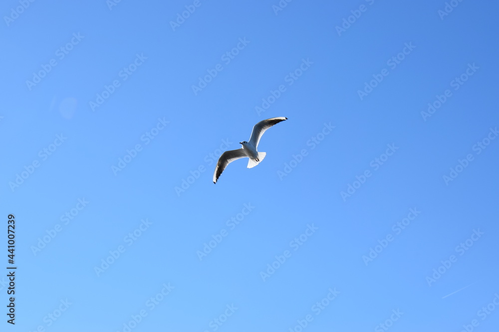 Fototapeta premium seagull in the sky