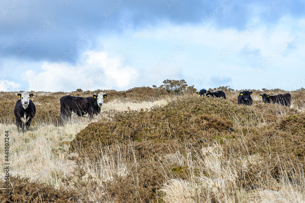 Cows in Dartmoor National Park in England
