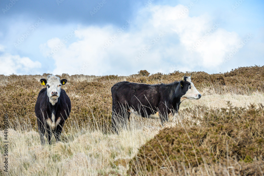 Cows in Dartmoor National Park in England