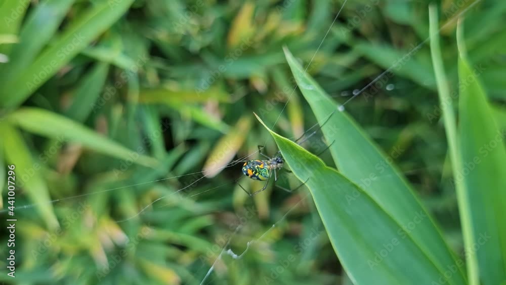Garden spider that builds a web to catch insects Garden spider that builds a web to catch insects