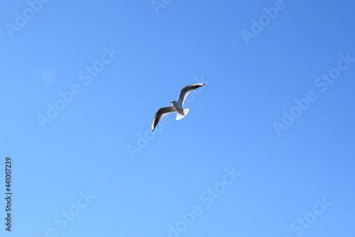 seagull in the sky
