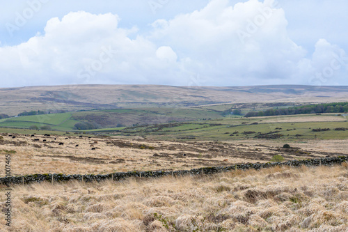 Obraz na płótnie Dartmoor National Park in England w salonie