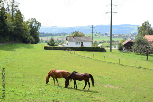 horses on a meadow