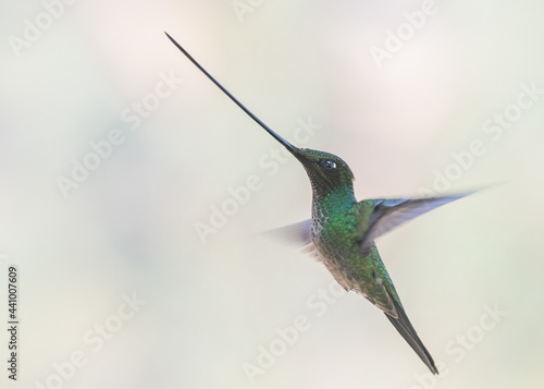 Sword billed hummingbird in flight photo