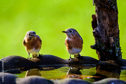 Pair Of Bluebirds Perched On Birdbath-5484 