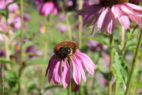 bee on flower