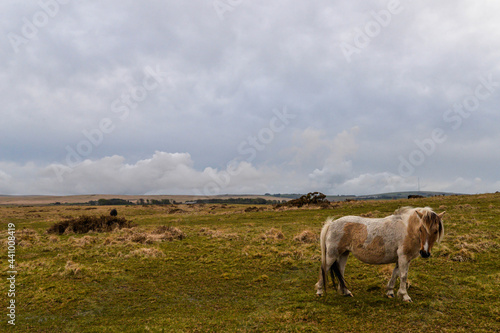 Horses in Dartmoor