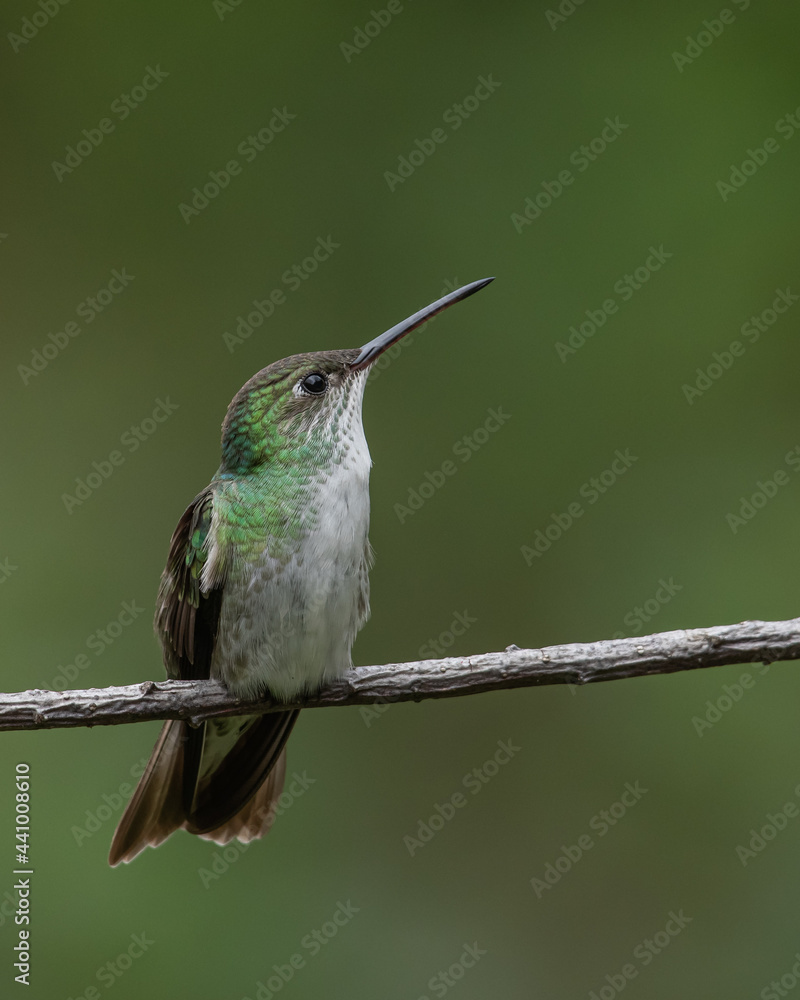 Fototapeta premium Green and white hummingbird, endemic hummingbird to peru