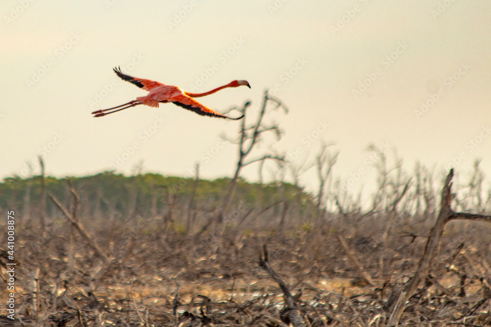 Obraz premium kite in flight
