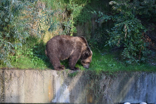brown bear at edge of city