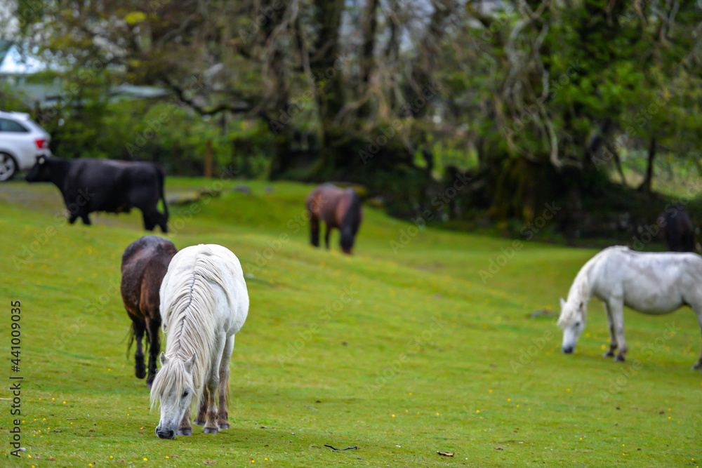 Horses in Dartmoor