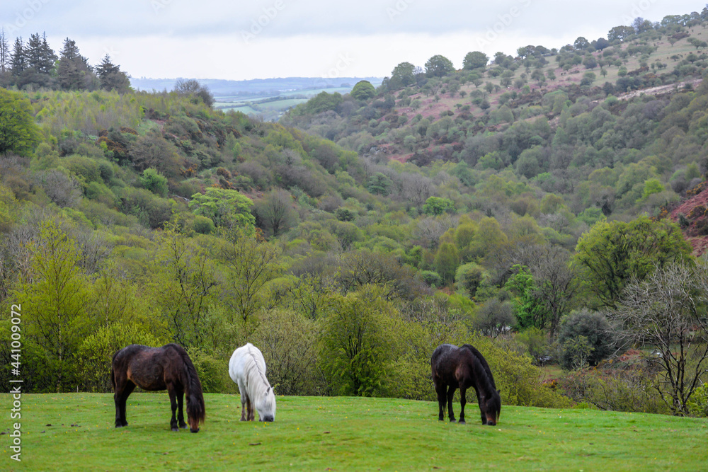 Horses in Dartmoor