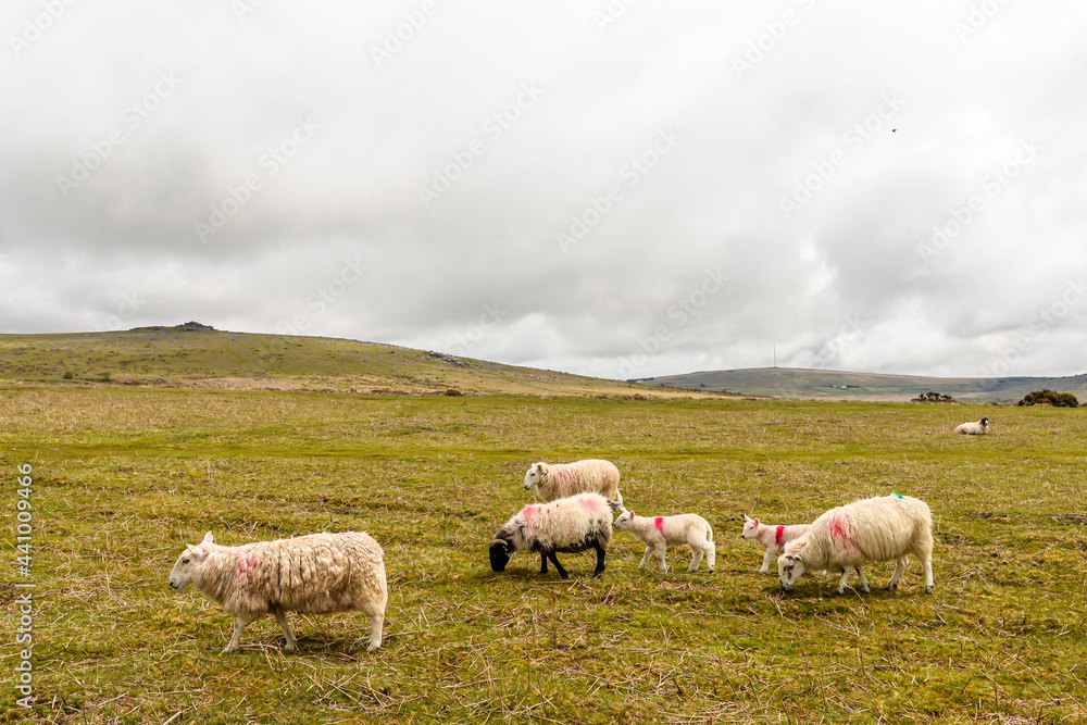 Sheep in Dartmoor