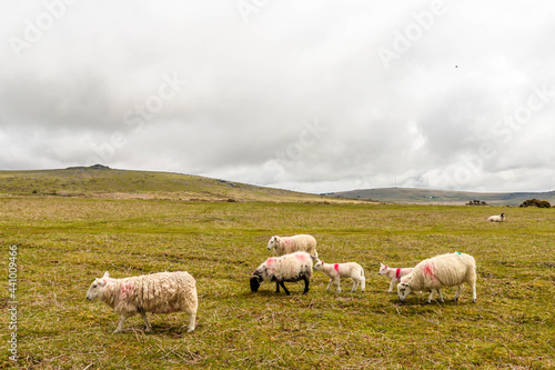 Obraz na płótnie Sheep in Dartmoor w salonie