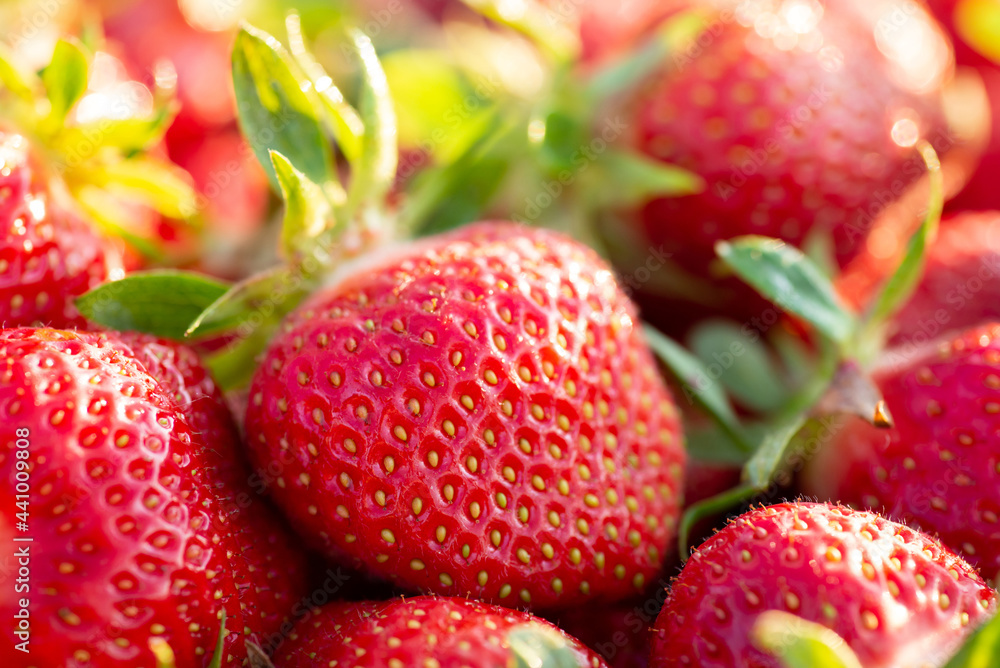 Juicy ripe strawberry in the morning light. Harvest on strawberry farm Juicy ripe strawberry in the morning light. Harvest on strawberry farm